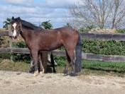 super ponette &agrave; vendre de 6 ans sortie en CSO