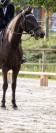 A vendre gentil cheval de 8 ans
