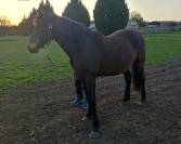 A vendre gentil cheval de 8 ans