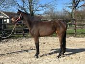 Yegua Zangersheide En venta 2022 Bayo por CANTURO