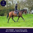 Magnifique jument 1m66