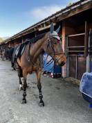 Jument de 10 pour gagner 140/145 