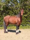 Ruin Lusitano Te koop 2022 Donker bruin / bai ,  Berlioz