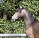 Caballo castrado Lusitano En venta 2023 Tordo por Berlioz
