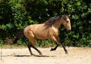Caballo entero Lusitano En venta 2023 Isabelo por Berlioz du Castel