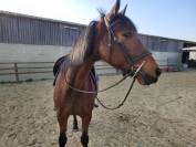Tr&egrave;s gentille jument de balade/loisir 1m65