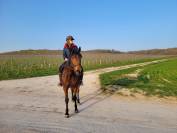 Tr&egrave;s gentille jument de balade/loisir 1m65