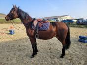 Tr&egrave;s gentille jument de balade/loisir 1m65