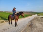 Tr&egrave;s gentille jument de balade/loisir 1m65