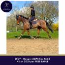 Ruin Autre Que Pur-Sang (Geen volbloed) Te koop 2021 Donker bruin / bai