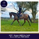 Ruin Autre Que Pur-Sang (Geen volbloed) Te koop 2021 Donker bruin / bai