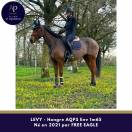 Ruin Autre Que Pur-Sang (Geen volbloed) Te koop 2021 Donker bruin / bai