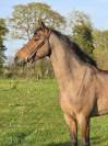 Magnifique jument 