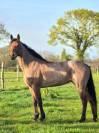 Magnifique jument 