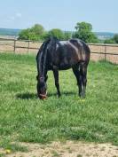 Jument sport/loisirs ou reproduction