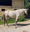 HONGRE, PRE 7 ans, mont&eacute;, 1,63m