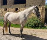 HONGRE, PRE 7 ans, mont&eacute;, 1,63m