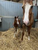 Cavalier/ Monitrice / palefrenier ind&eacute;pendant 