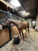 Cavalier/ Monitrice / palefrenier ind&eacute;pendant 