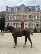 Cob normand  de 3 ans