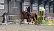 Jument Zangersheide &ndash; 13 ans &ndash; 1m75 &ndash; Dressage/ Elevage