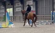 Jument Zangersheide &ndash; 13 ans &ndash; 1m75 &ndash; Dressage/ Elevage