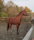 Jument Zangersheide &ndash; 13 ans &ndash; 1m75 &ndash; Dressage/ Elevage
