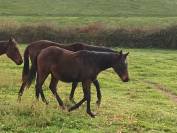 Pouliche ps de 2 ans