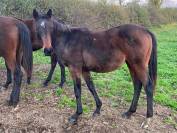 Pouliche ps de 2 ans