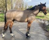 Hongre SF de 6 ans - Pr&ecirc;t cycle libre 1/2 par VERDI 