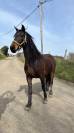 Magnifique jument de 4 ans Arabo-Frison 