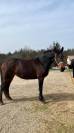 Magnifique jument de 4 ans Arabo-Frison 