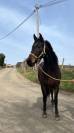 Magnifique jument de 4 ans Arabo-Frison 
