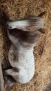 Poney 2 ans 