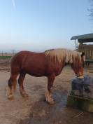 Ruin Comtois Trekpaard Te koop 2023 Vos