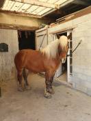 Gelding Comtois For sale 2023 Chesnut