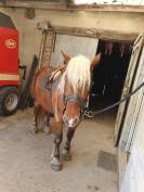 Gelding Comtois For sale 2023 Chesnut