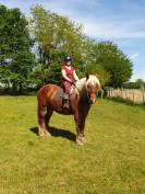 Gelding Comtois For sale 2023 Chesnut