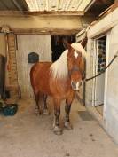 Gelding Comtois For sale 2023 Chesnut