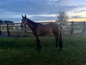 Jument de Sport SF 4 ans 