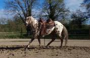 My Lucky Legendary - appaloosa ApHC