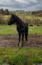 vente frison male 4 ans