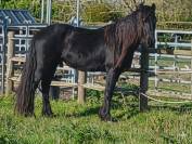 vente frison male 4 ans