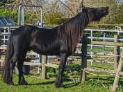 vente frison male 4 ans