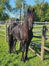 vente frison male 4 ans