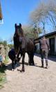 vente frison male 4 ans