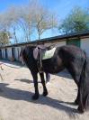 vente frison male 4 ans