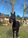 Jument  pur sang 13ans
