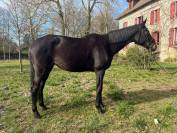 Jument  pur sang 13ans