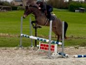 Poney de sport 